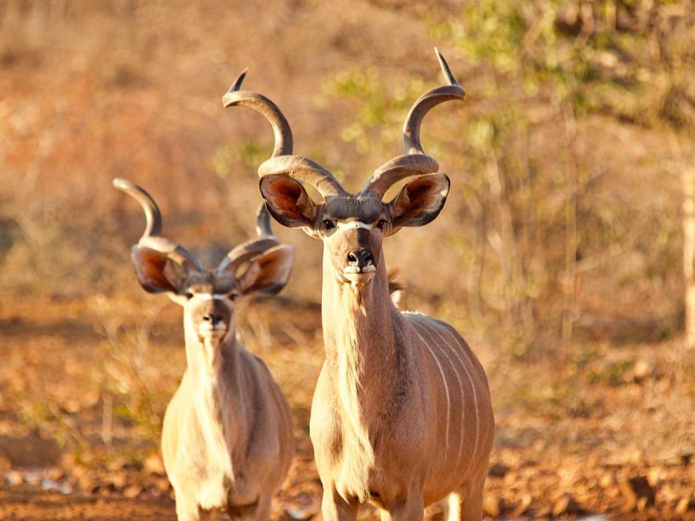 Отель Kifaru Bush Camp Оучо Экстерьер фото